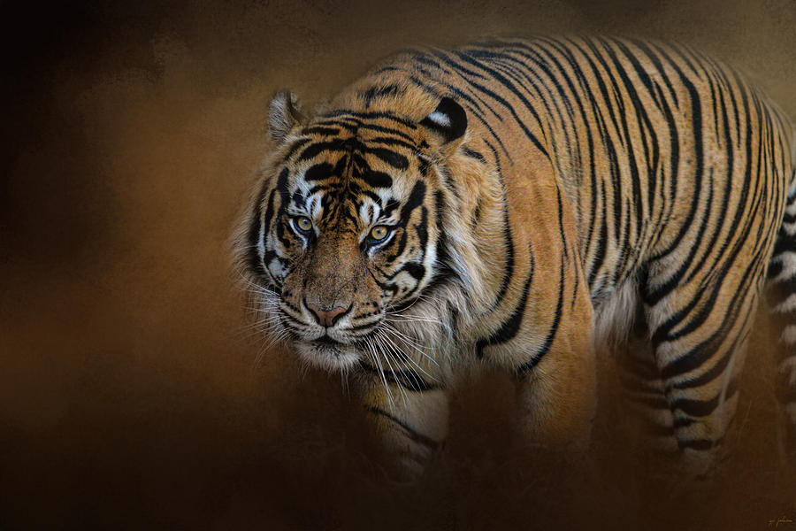 Tiger Photograph - Bengal Stare by Jai Johnson