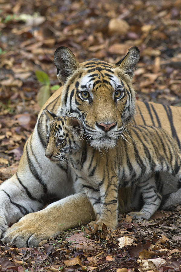 Bengal Tiger And Cub Bandhavgarh Np Photograph by Suzi Eszterhas