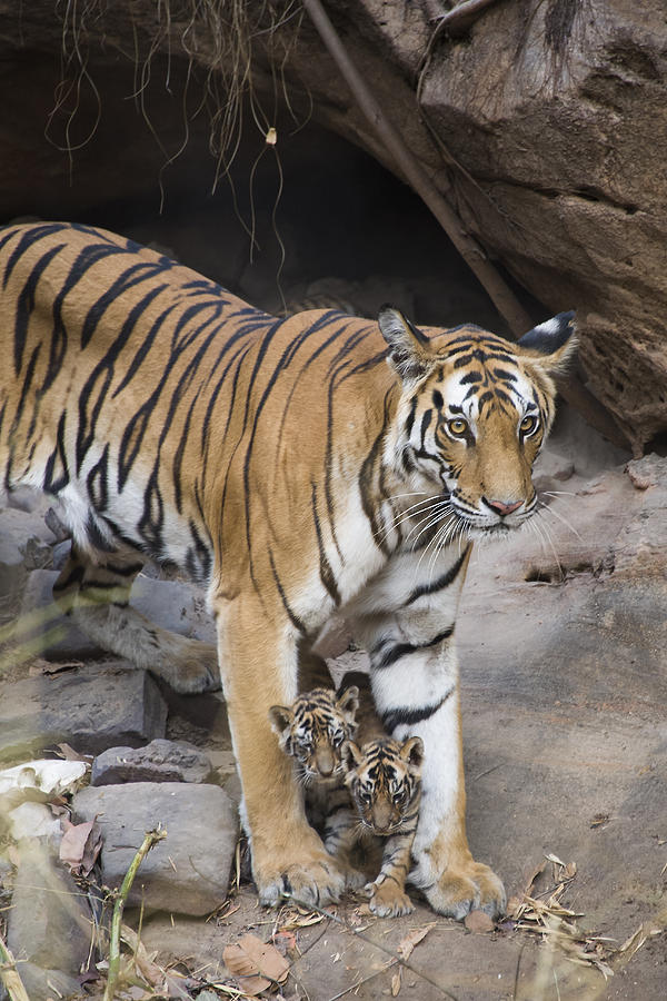 Bengal Tiger And Cubs Bandhavgarh Np Photograph by Suzi Eszterhas