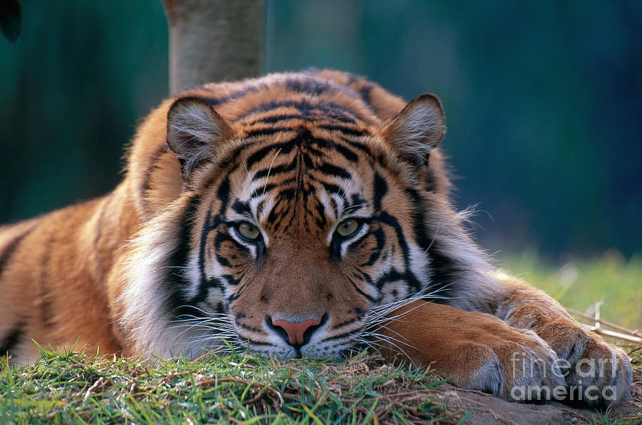 Bengal Tiger Photograph by Art Wolfe