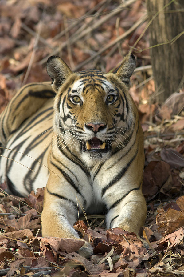 Bengal Tiger Bandhavgarh Np India Photograph by Suzi Eszterhas