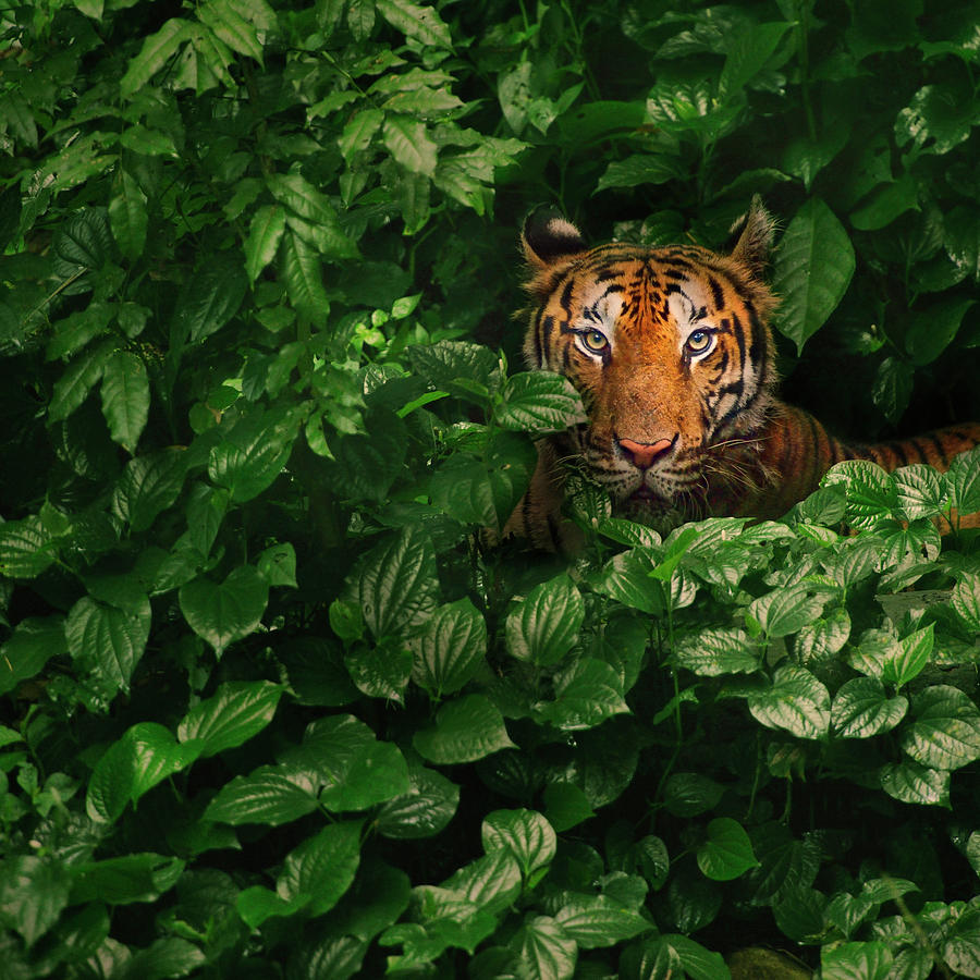 Bengal Tiger Photograph by By Toonman