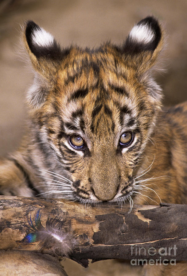 Bengal Tiger Cub and Peacock Feather Endangered Species Wildlife Rescue Photograph by Dave Welling