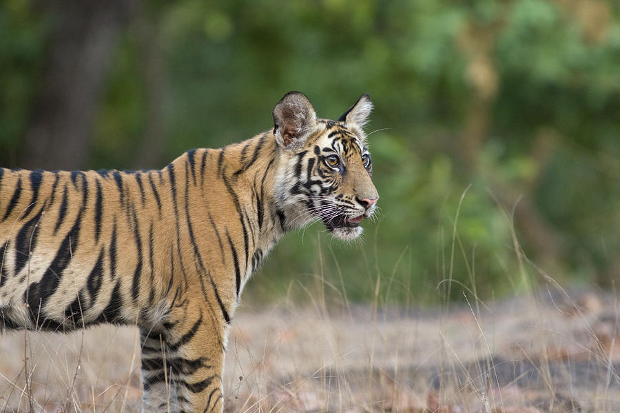 Bengal Tiger Cub Bandhavgarh Np India Photograph by Suzi Eszterhas