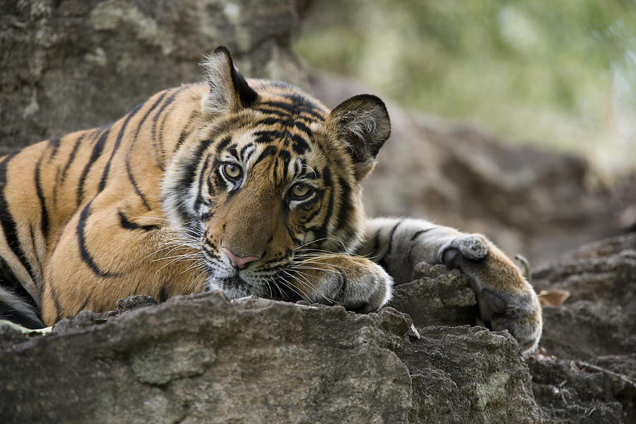 Bengal Tiger Cub Bandhavgarh Npindia Photograph by Elliott Neep