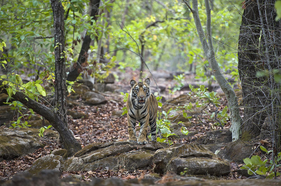 Bengal Tiger Cub In Forest Bandhavgarh Photograph by Suzi Eszterhas