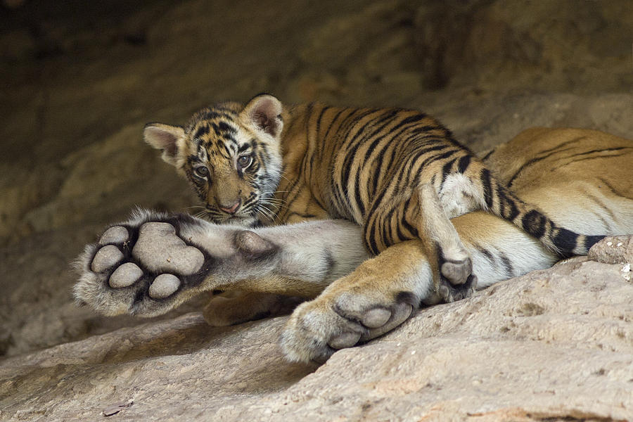 Bengal Tiger Cub On Paw Bandhavgarh Np Photograph by Suzi Eszterhas