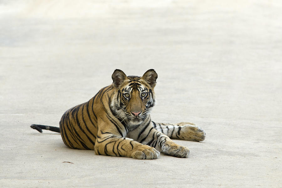 Bengal Tiger Cub On Road Bandhavgarh Np Photograph by Suzi Eszterhas