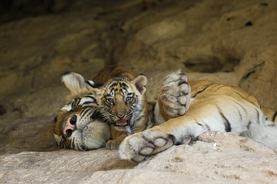 Bengal Tiger Cub On Sleeping Mother Photograph by Suzi Eszterhas