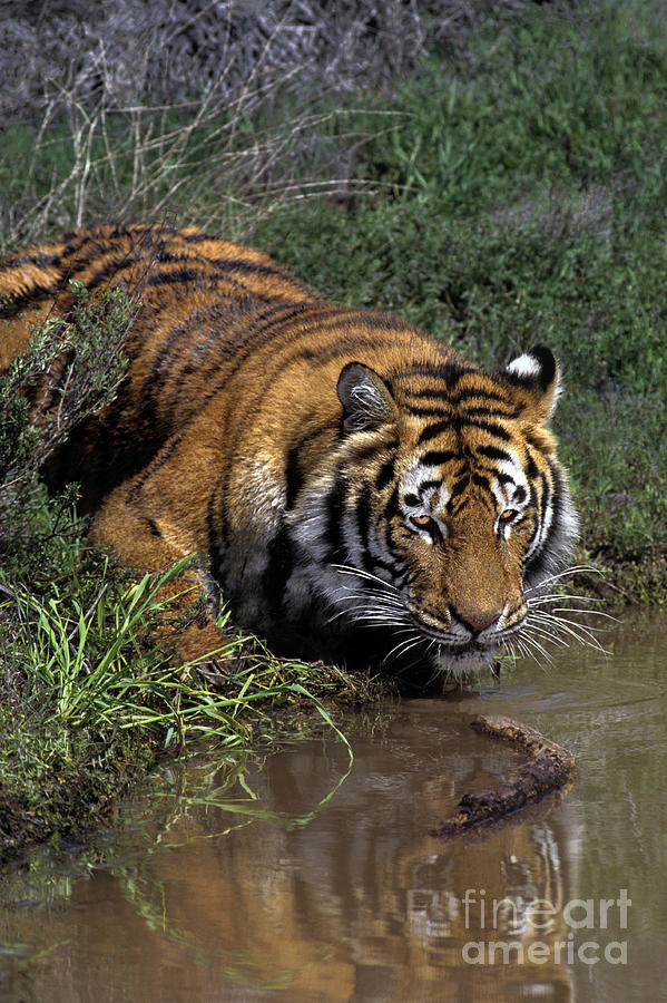 Bengal Tiger Drinking at Pond Endangered Species Wildlife Rescue Photograph by Dave Welling