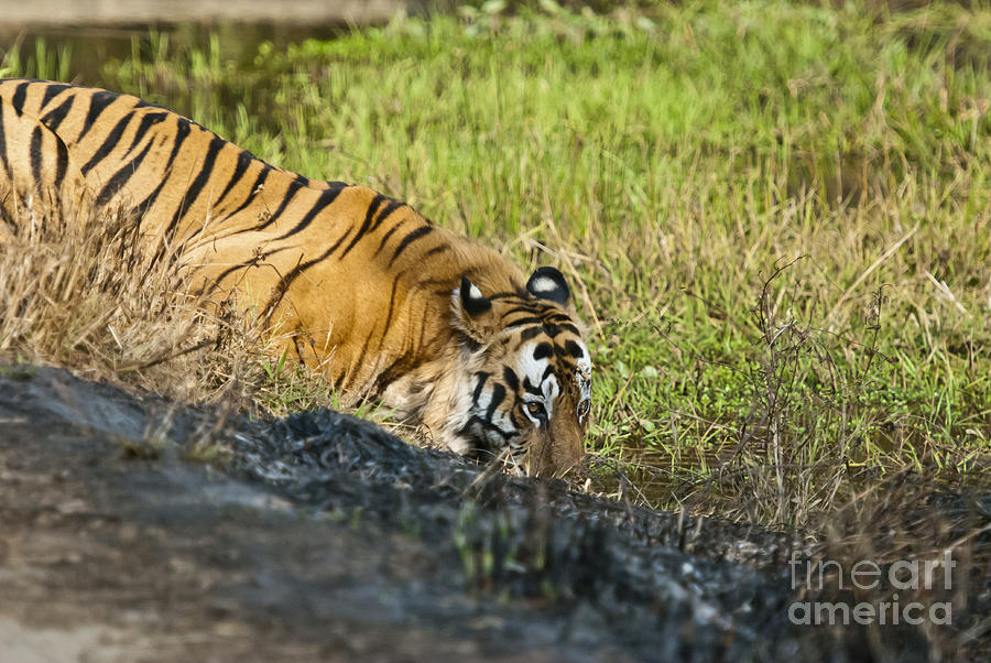 Nature Photograph - Bengal Tiger Drinking by William H. Mullins