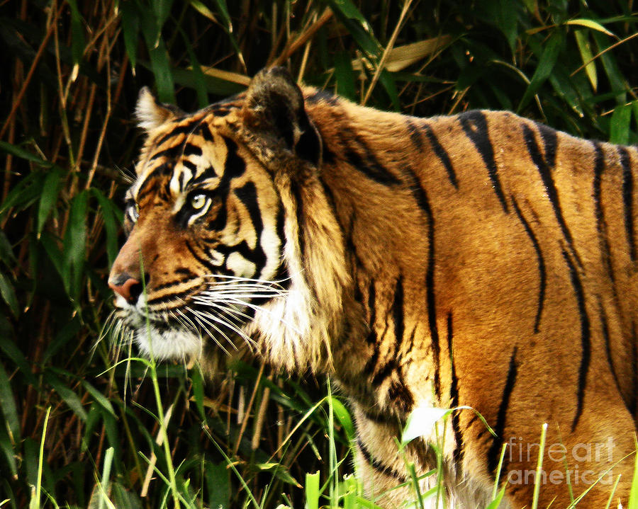 Wildlife Photograph - Bengal Tiger by Emily Kelley