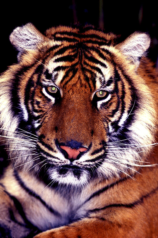 Nature Photograph - Bengal Tiger Eye to Eye by Paul W Faust -  Impressions of Light
