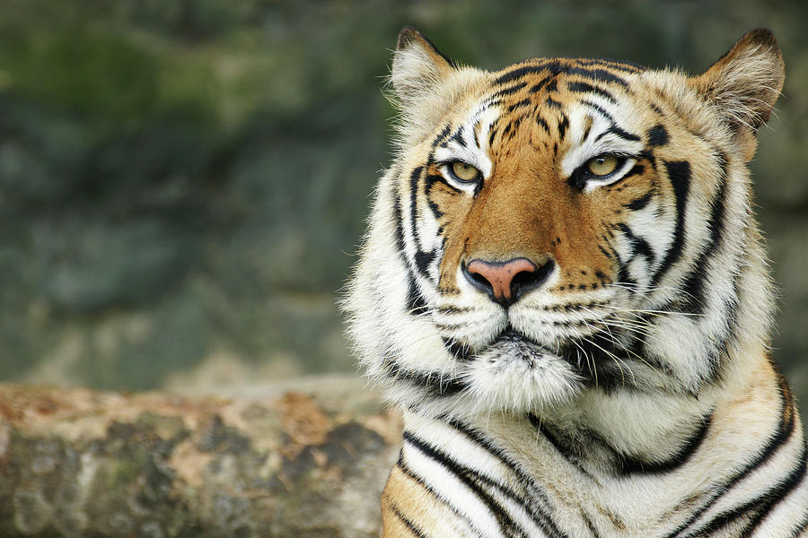 Bengal Tiger Face Close-up Photograph by Dangdumrong