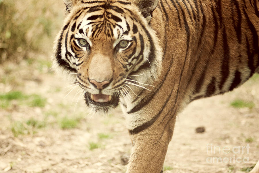 Bengal Tiger II Photograph
