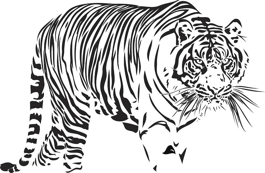 Bengal Tiger illustration Drawing by Imv