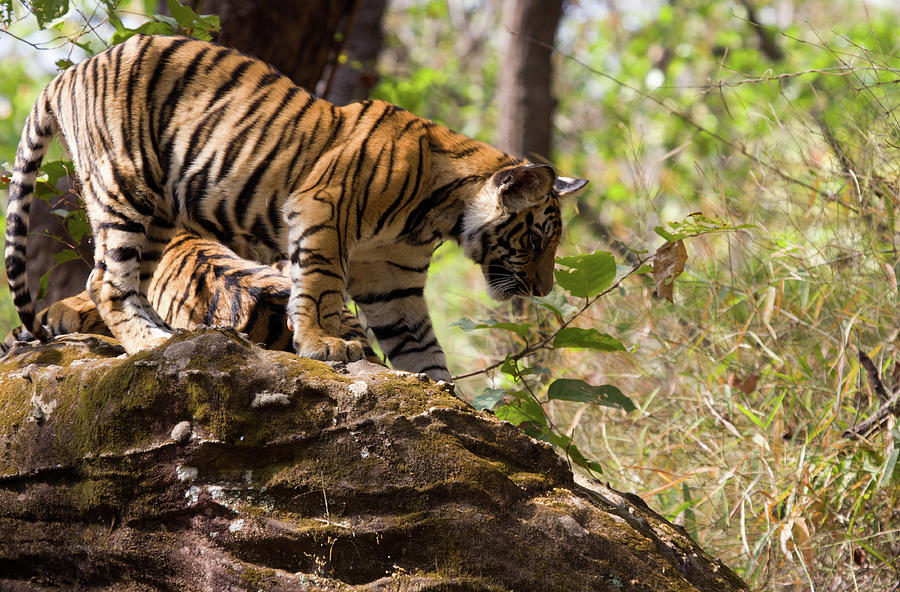 Bengal Tiger In Bandhavgarh Np, India Photograph by Davidcallan