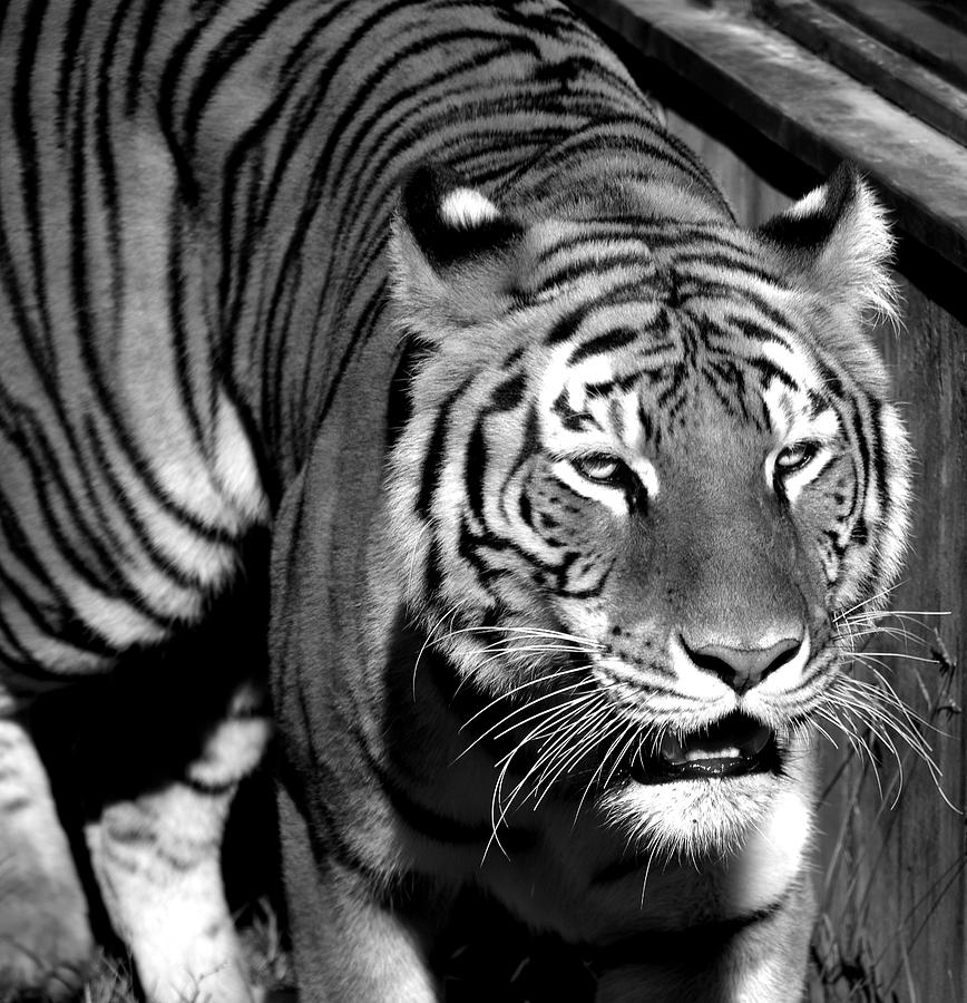 Bengal Tiger, India  Photograph by Venetia Featherstone-Witty
