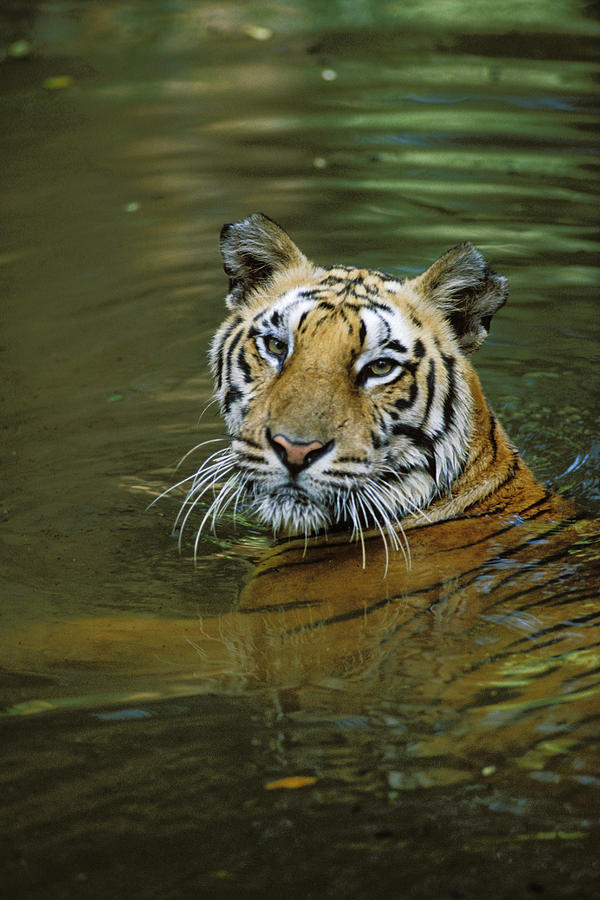 Bengal Tiger In Water Native To India Photograph by Konrad Wothe