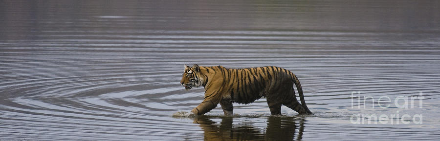 Bengal Tiger, India Photograph by John Shaw