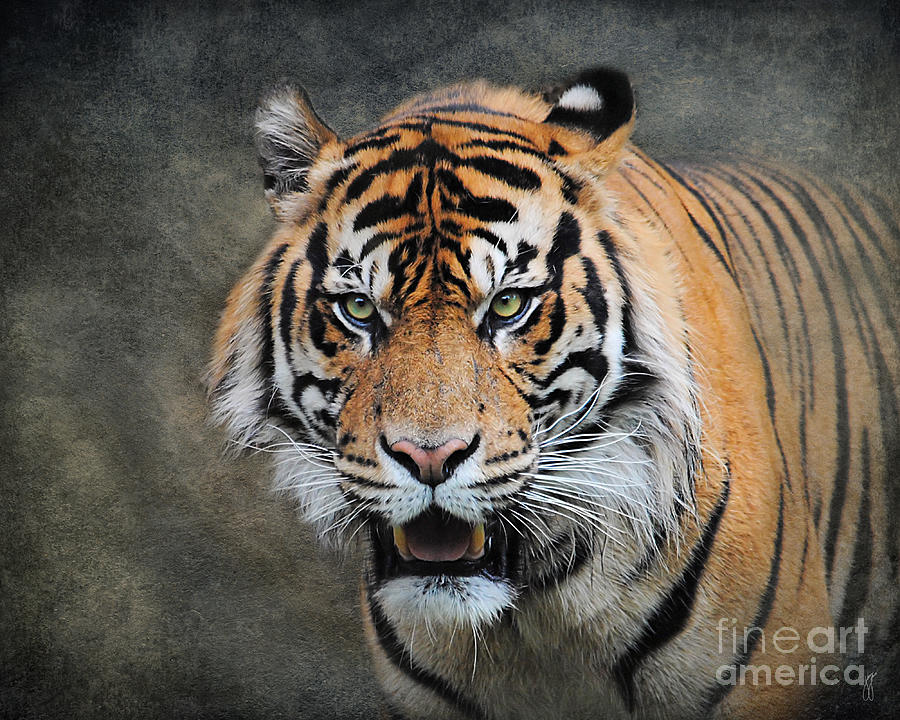 Bengal Tiger Photograph by Jai Johnson