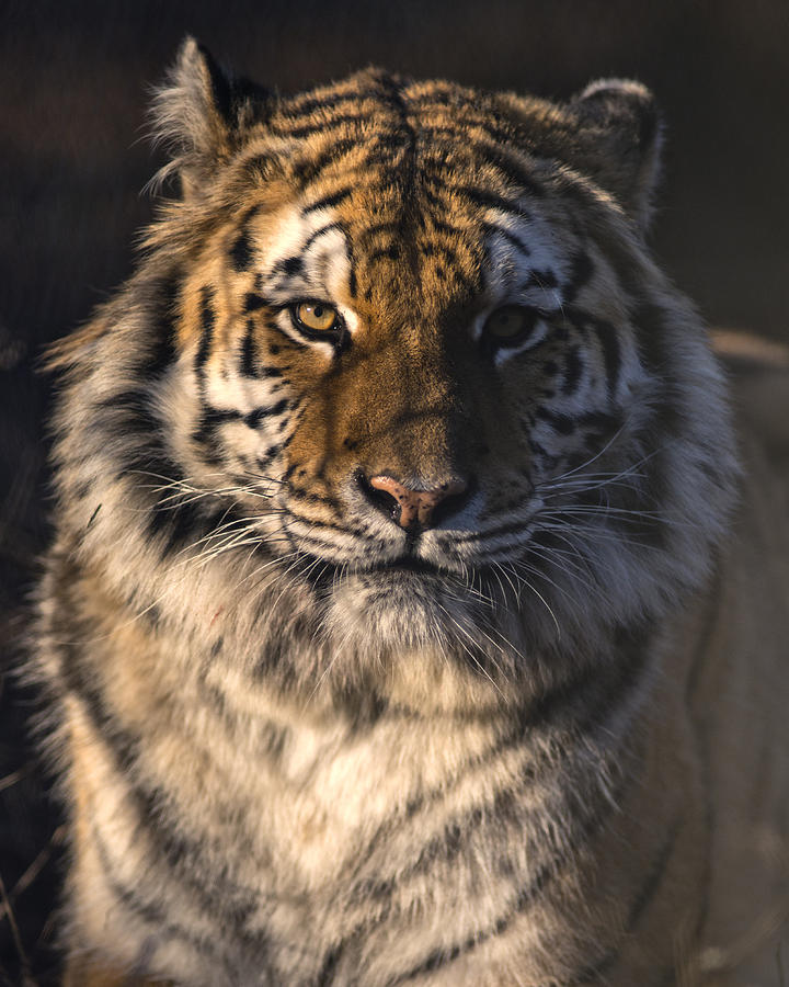 Download Bengal Tiger - Eye of the Tiger Photograph by Matt Plyler
