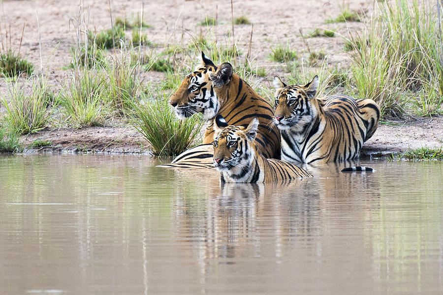 Bengal tiger mother with cubs at edge of pool Photograph by James Warwick