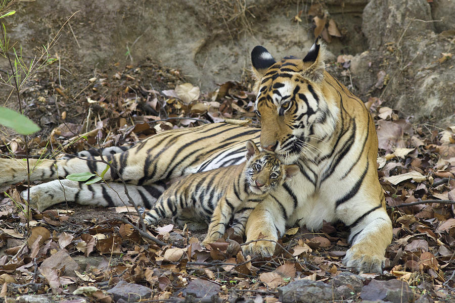 Bengal Tiger Nuzzling Cub Bandhavgarh Photograph by Suzi Eszterhas