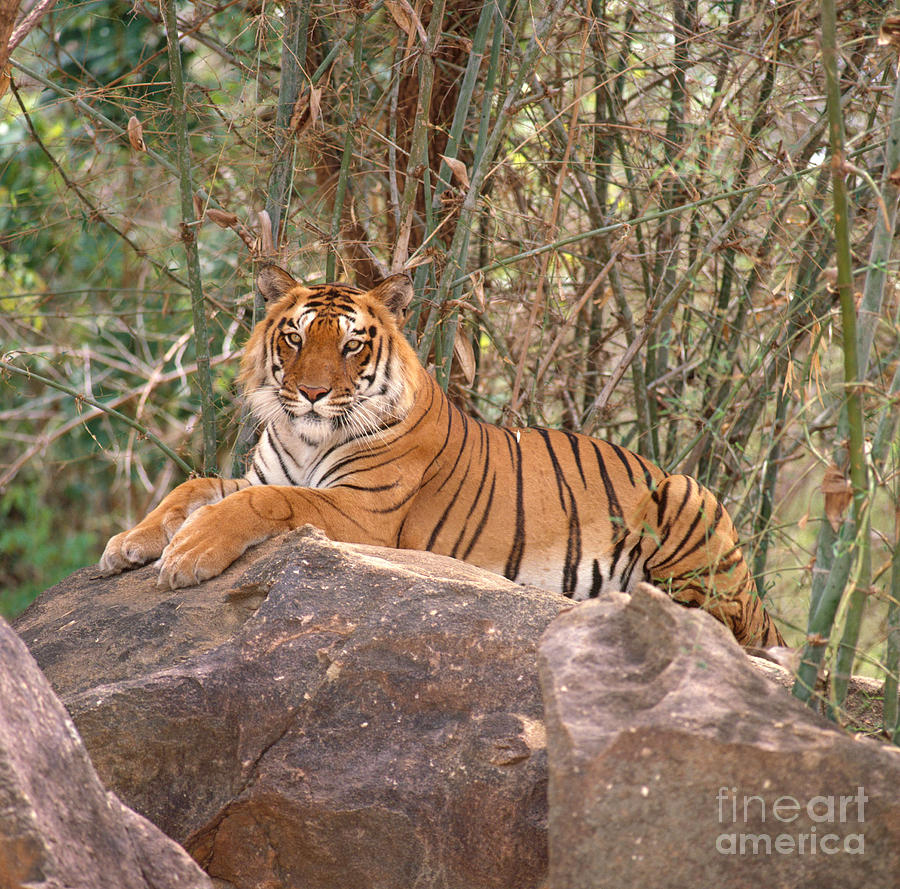 Bengal Tiger Panthera Tigris Photograph by E Hanumantha Rao