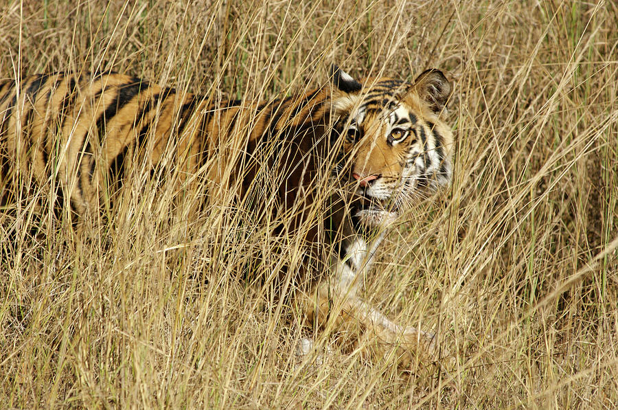 Bengal Tiger (panthera Tigris) Photograph by Louise Murray/science ...