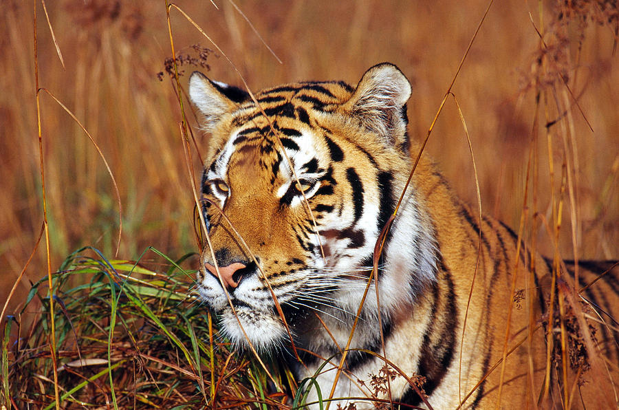 Bengal Tiger Panthera Tigris Photograph by Thomas And Pat Leeson