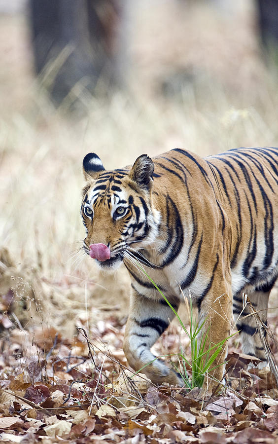 Wildlife Photograph - Bengal Tiger Panthera Tigris Tigris by Panoramic Images