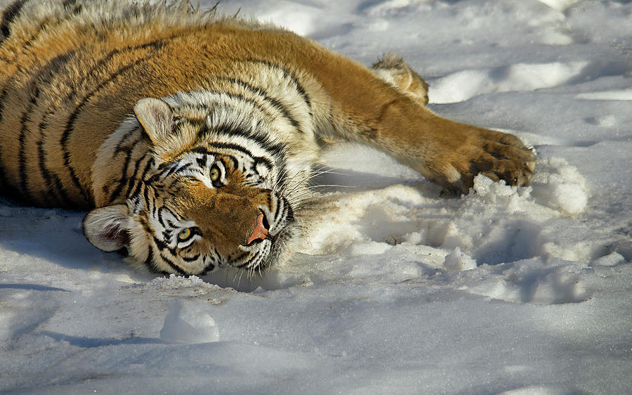 Bengal Tiger Playing In Snow Photograph by Laura M. Vear