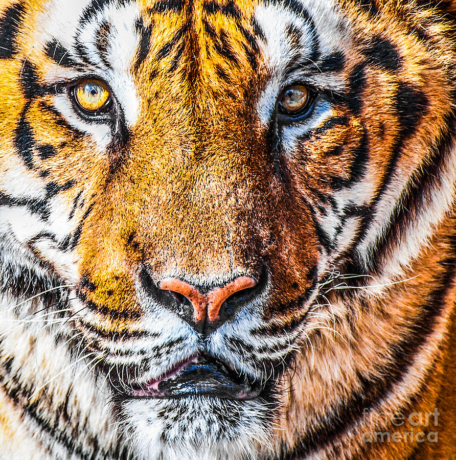 Bengal tiger portrait Photograph by Aleksandar Mijatovic - Fine Art America