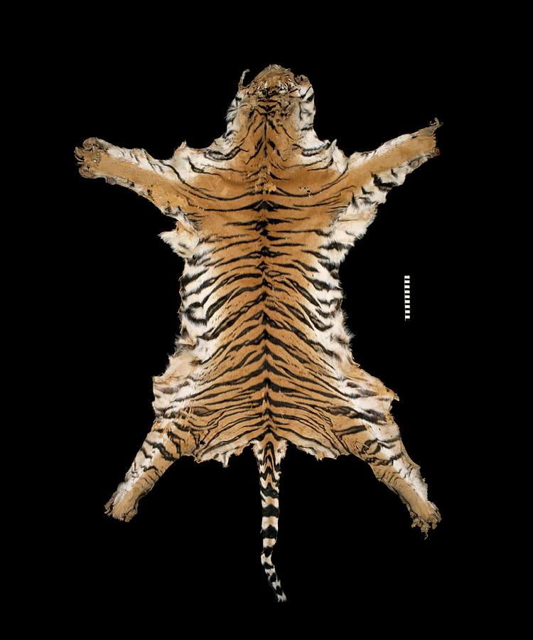Bengal Tiger Skin Photograph by Natural History Museum, London/science ...
