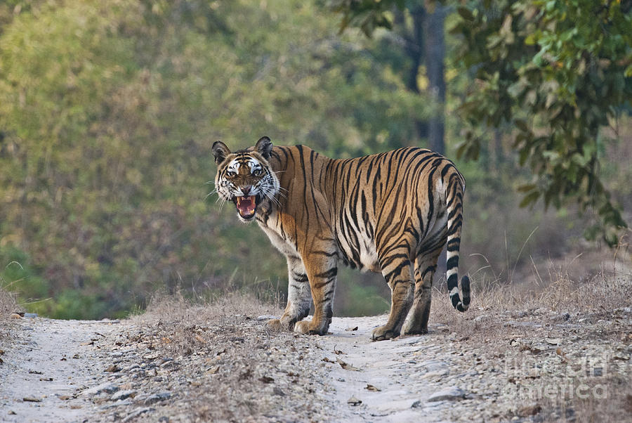 Bengal Tiger Snarling Photograph by William H. Mullins