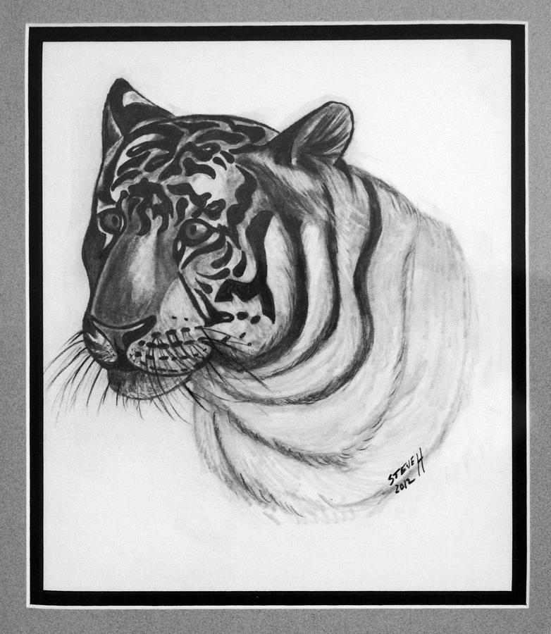 Bengal Tiger Drawing - Bengal Tiger by Stephen Helton