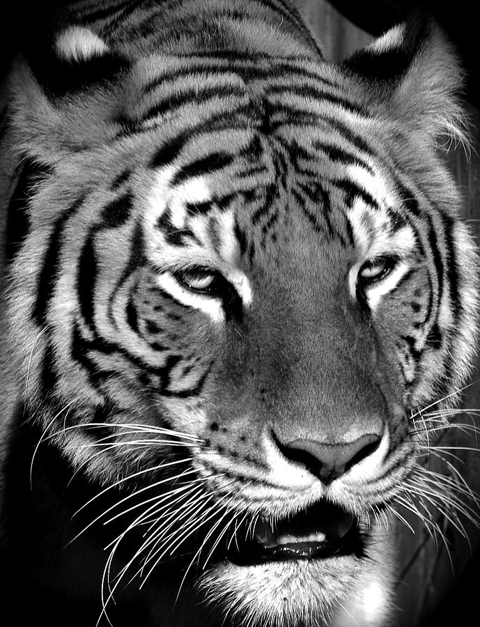 Bengal Tiger in Black and White Photograph by Venetia Featherstone-Witty