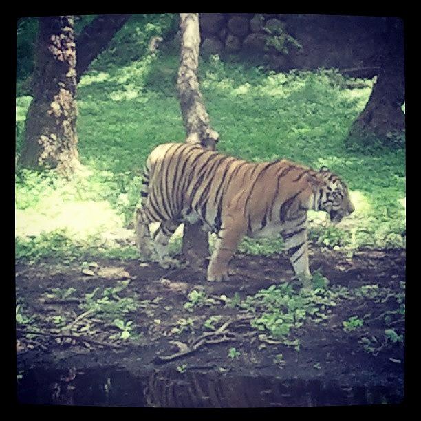 Bengal Tiger Photograph by Webacto Nodea