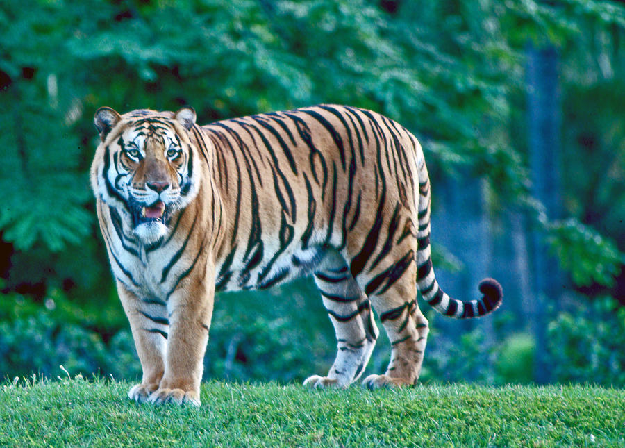 Bengal Tiger Photograph by Winston D Munnings