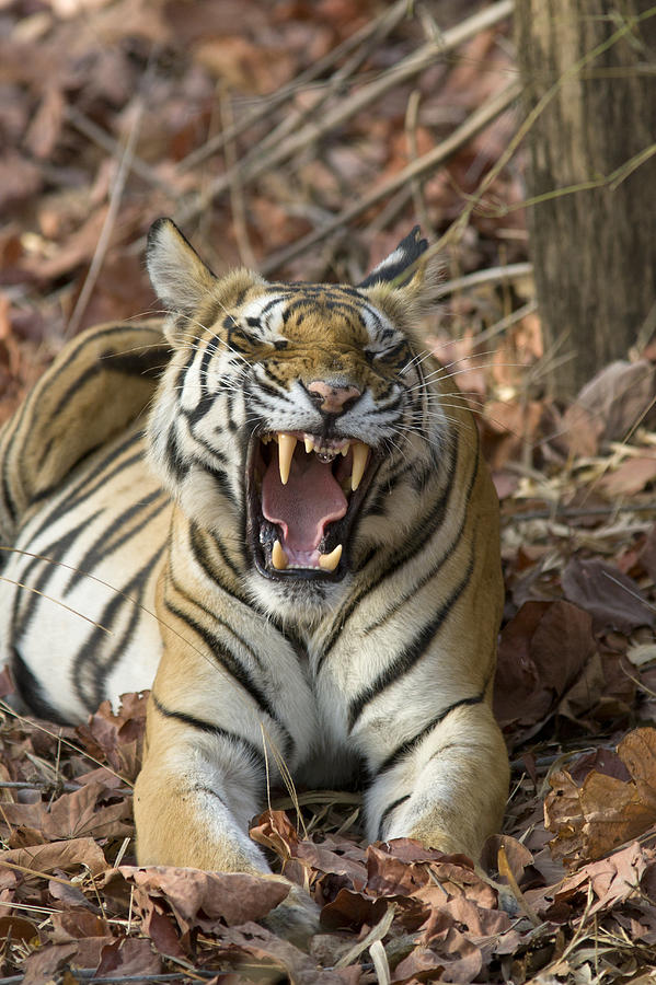 Bengal Tiger Yawning Bandhavgarh Np Photograph by Suzi Eszterhas