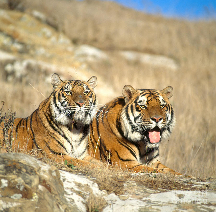 Bengal Tigers Photograph by Hans Reinhard