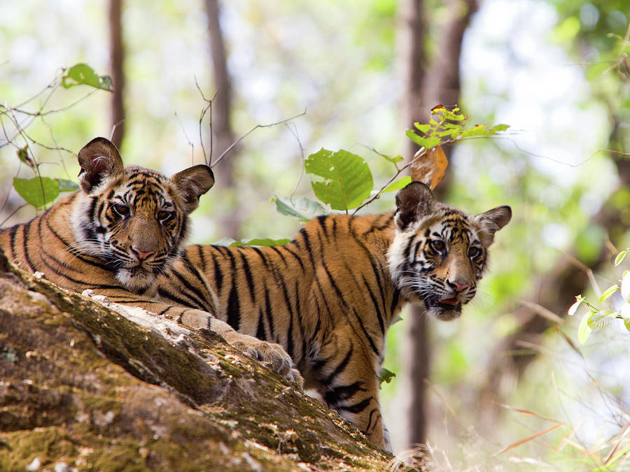Bengal Tigers In Bandhavgarh Np, India Photograph by Davidcallan