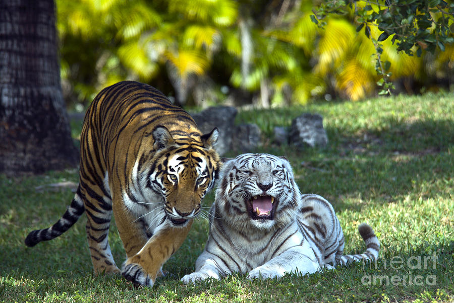 Bengal Tigers Photograph by Mark Newman