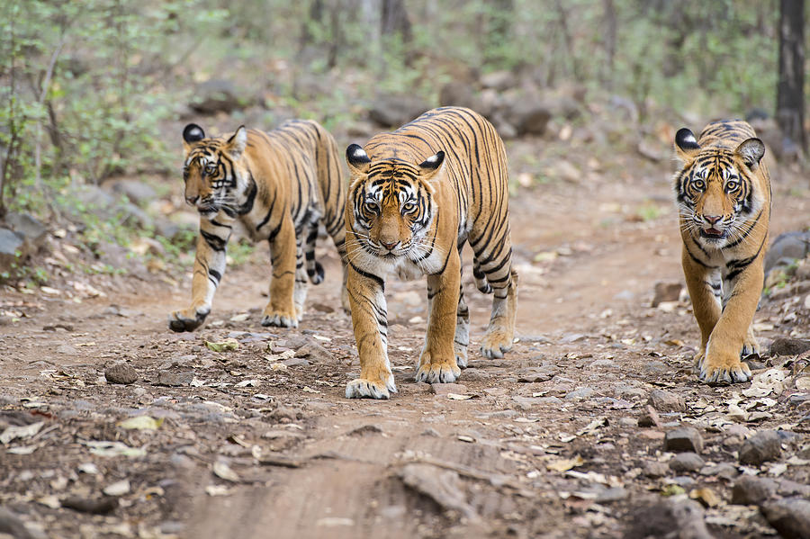 Bengal tigers (Panthera tigris tigris) in Ranthambhore National Park Photograph by Guenterguni