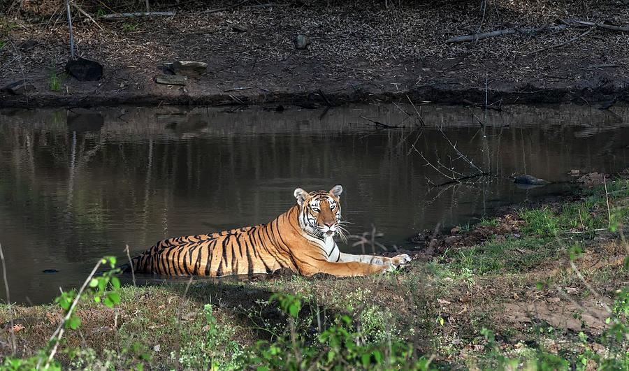 Bengal Tigress Resting In A Pool Photograph by K Jayaram