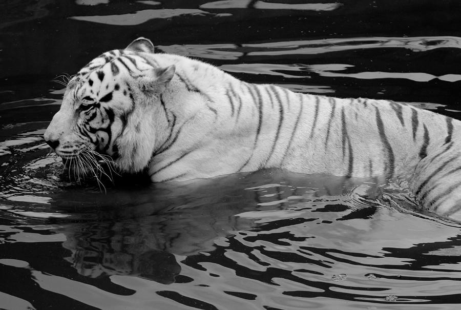 Bengal White Tiger Bathing, Hilo, Hawaii Photograph by Venetia Featherstone-Witty