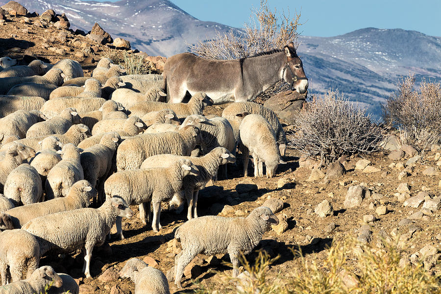 Sheep Photograph - Benign Leader by Kathleen Bishop