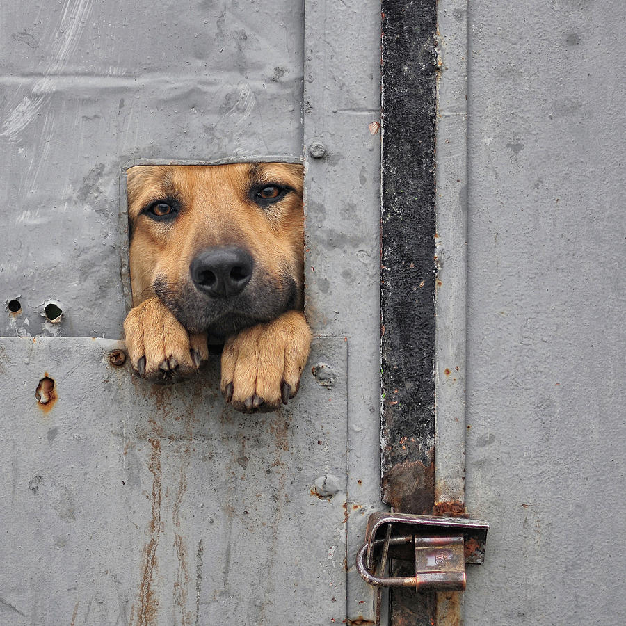 Animal Photograph - Benji\'s Window II by Knartist