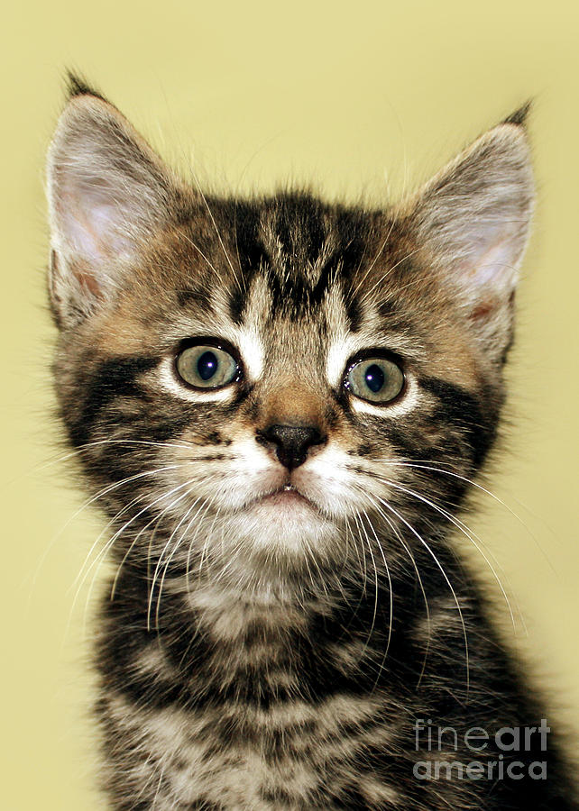 Benny The Pussy Cat Photograph By Terri Waters